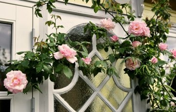 Rosen Lady Waterlow