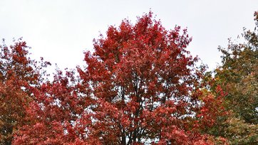 Sumpeg, Quercus palustris