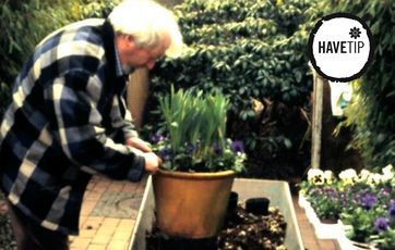 Plant sommerplomster i krukker og potter. Så kan de nemlig godt overleve nattefrosten.