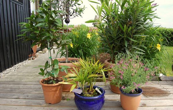 Middelhavsplanterne er flyttet ud fra havestuen og skal omplantes.