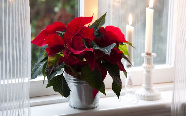 juleplanter pasning