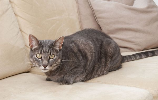 kat i sofa