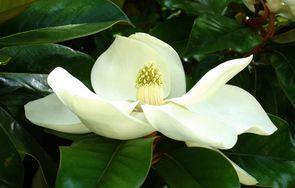 Magnolie af typen Magnolia grandiflora
