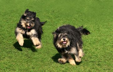 Love og regler om hunde
