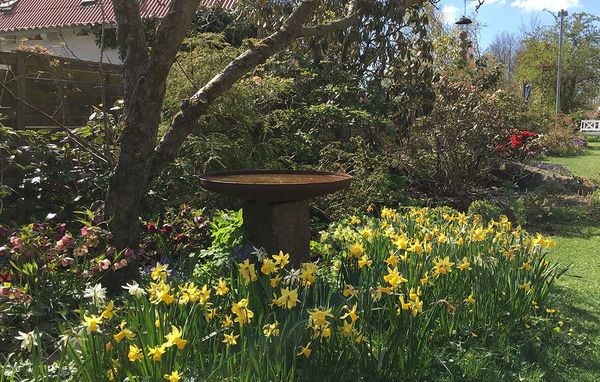 Naturhave Have med masser af blomster og planter, påskelinjer, træer og buske samt et fuglebad.