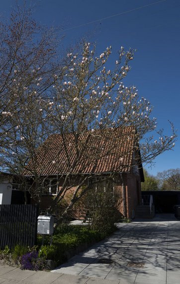 Magnoliatræ med knopper