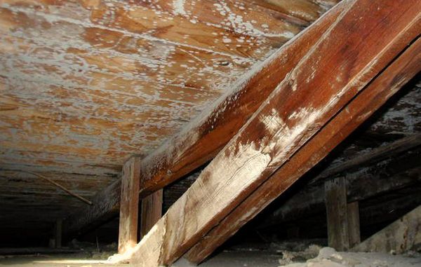 Angreb af skimmelsvamp på underside af fastundertag opstået på grund af sommerkondens eller manglenede dampspærre i loftkonstruktion.
Foto venligst udlånt af: Bøgh og Vogensen