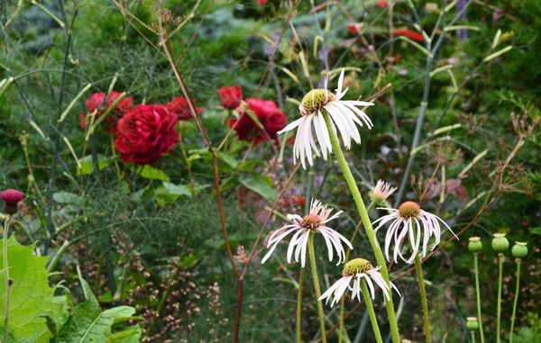 Bleg purpursolhat. blomster. stauder. vinter.