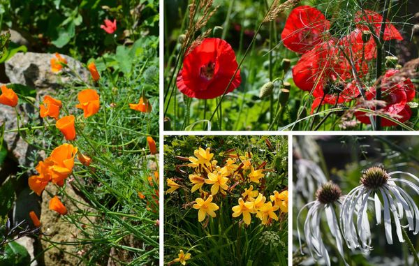 hvilke tørketolerante planter skal du vælge?
