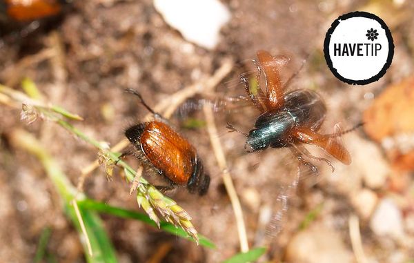 Det er svært at bekæmpe gåsebiller, men du kan minimere antallet ved at sætte stærekasser op i foråret. Foto: Plante-doktor.dk