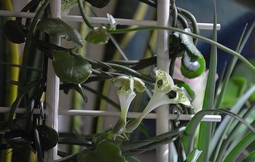 Nærbillede af planten faldskærm i blomst