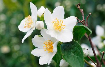 Uægte jasmin