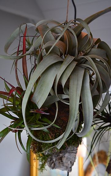 Tilandsia Xearographica i samplantning