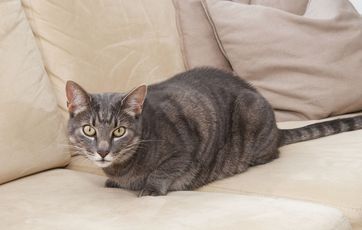 kat ligger i sofa