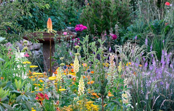 Naturhave 4 Vild og naturlig have med blomster i forskellige farver, både gul, orange og lilla