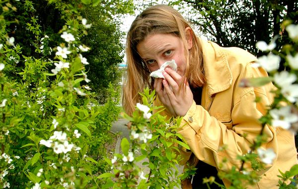Selvom du er allergiker, kan du godt gå i haven uden at blive al for generet af pollen. Du skal blot følge disse råd.