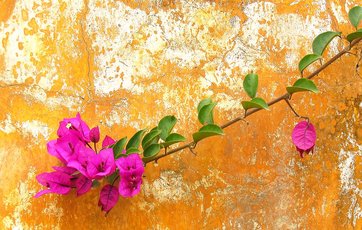 Afskallet mur med blomst foran Afskallet mur med blomst foran