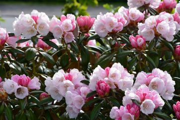 Rododendron