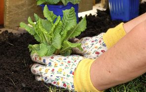 Jorden skal trykkes godt til med hænderne, når du planter, så der kommer kontakt mellem blomstens rødder og den omgivende jord.