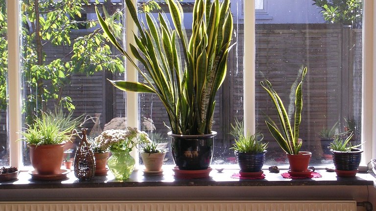Kan planter give et bedre indeklima?