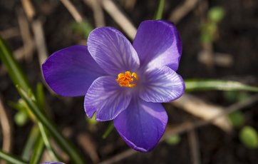 Lille krokus i blomst