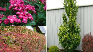 Rødtjørn med blomster, rådhusvin og søjle bøg