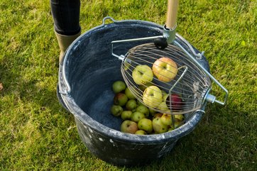 Æbler tømmes ud af æbleopsamler