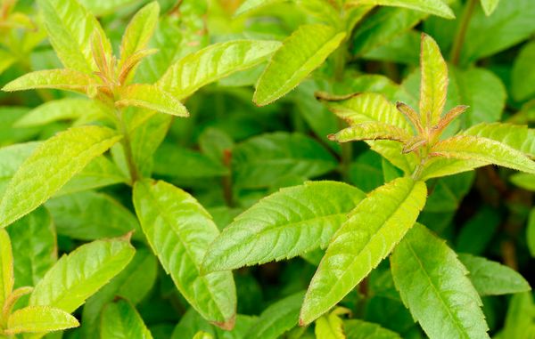 Citronverbana - Dronning Ingrids yndlingsplante