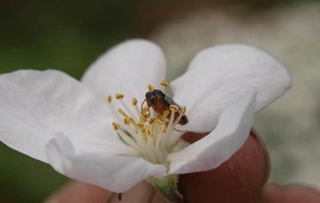 æblebladhveps i æbleblomst