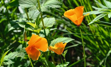 Guldvalmue, Eschscholzia californica