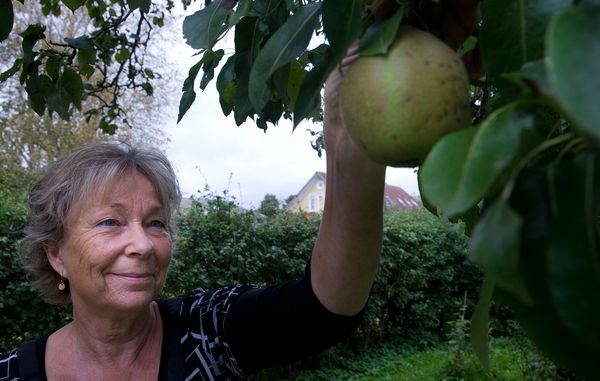 Pluk æblerne fra dit eget æbletræ og lav en skøn vin. Foto: Jesper Ellegaard, Baghuset.