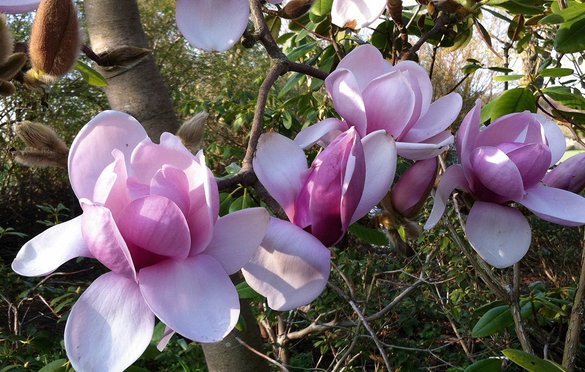 Magnolie af typen Magnolia Cambellii ’Charles Raffil’