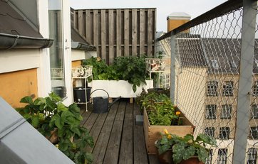 Rikkes grøntsager har ikke fået tilført gødning, men hun ved at det kan blive nødvendigt, fordi jorden ellers vil blive udpint.
Foto: Rikke Højris Nielsen, københavnerhaven.dk