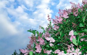 En syrenhæk er særlig flot, når den blomstrer sidst i maj.