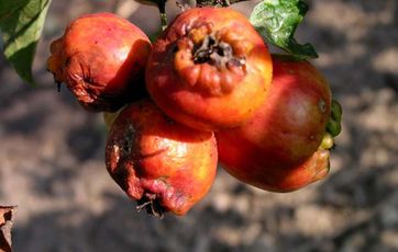 Æblebladlus æbler plantesygdom
