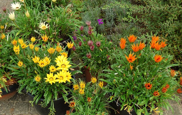 Gazania, påfugleblomst