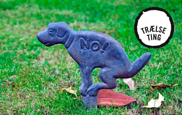 Er du irriteret over, at naboen ikke samler sin hunds efterladenskaber op på dit fortorv?
Foto: Bigstock