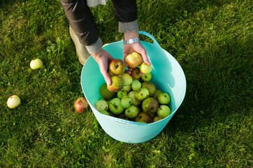 Spand fyldt med æbler