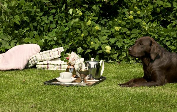 Græsbiller kan gøre din græsplæne meget grønnere end naboens. Og bare rolig - din hund tager ikke skade, hvis den skulle komme til at spise én.