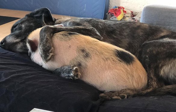 Hunden Maja ligger og holder om kælegrisen Mille med begge poter