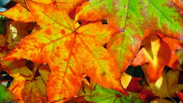 Acer