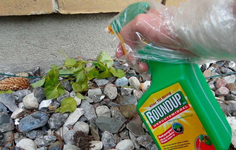 Roundup benyttes imod ukrudt ved soklen. Roundup benyttes imod ukrudt ved soklen.