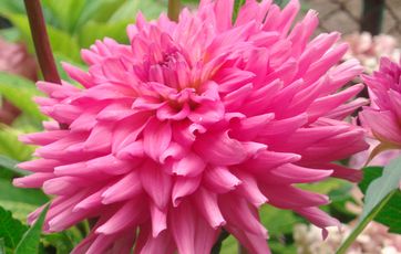 Kan dahlia tåle frost?
