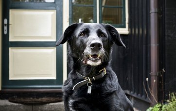 Naboens hund gør. Sådan undgår du støj fra naboens hund.