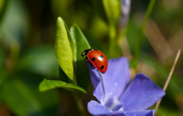 Mariehøne på blomst