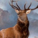 Maleriet The Monarch of the Glen