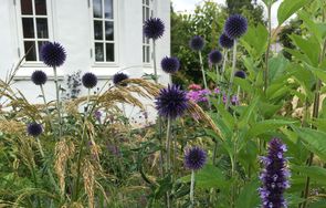 Tørketålende planter tiltrækker insekter til din have og øger derved biodiversiteten