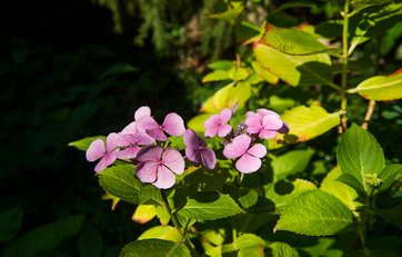 Hortensia Hortensia med svagt rosa blomster.