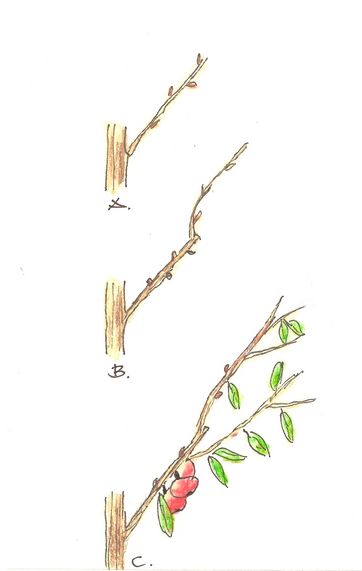 A. Første års skud giver kun blade og ingen blomster.
B. På andet års skud kommer der blomsterknopper.
C. Tredje år giver skuddene blomster og frugt.