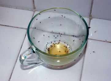 Undgå og bekæmp myrer